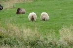 PICTURES/Sheep, Sheep & More Sheep/t_Sheep46.JPG